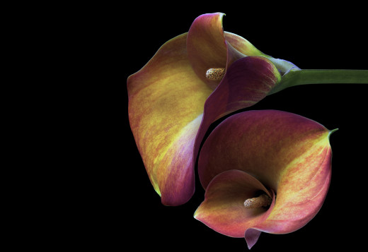 990417 (a): :2880x1972
